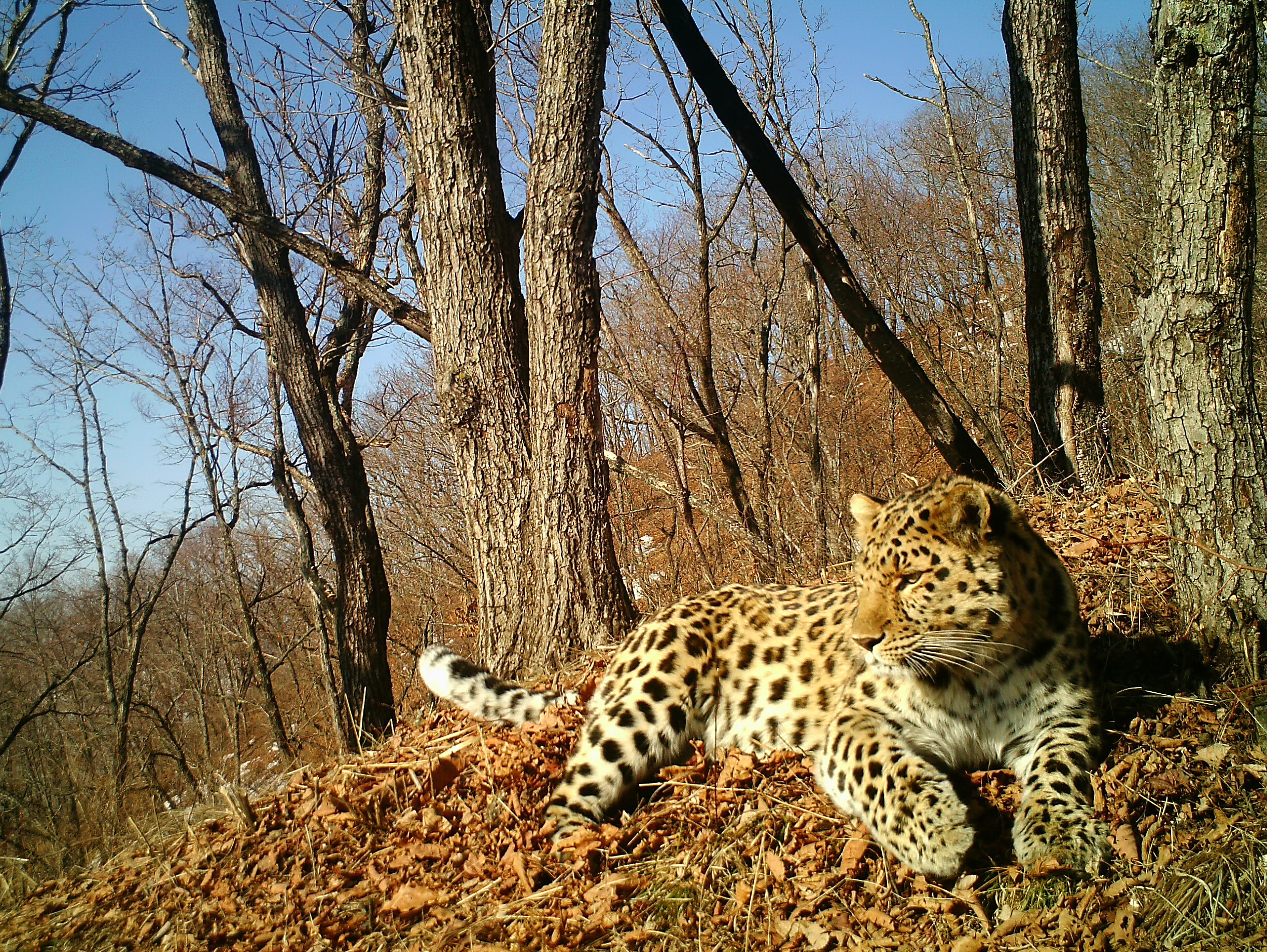 Critically endangered Amur leopard faces new threat | Cornell University College of ...2444 x 1836