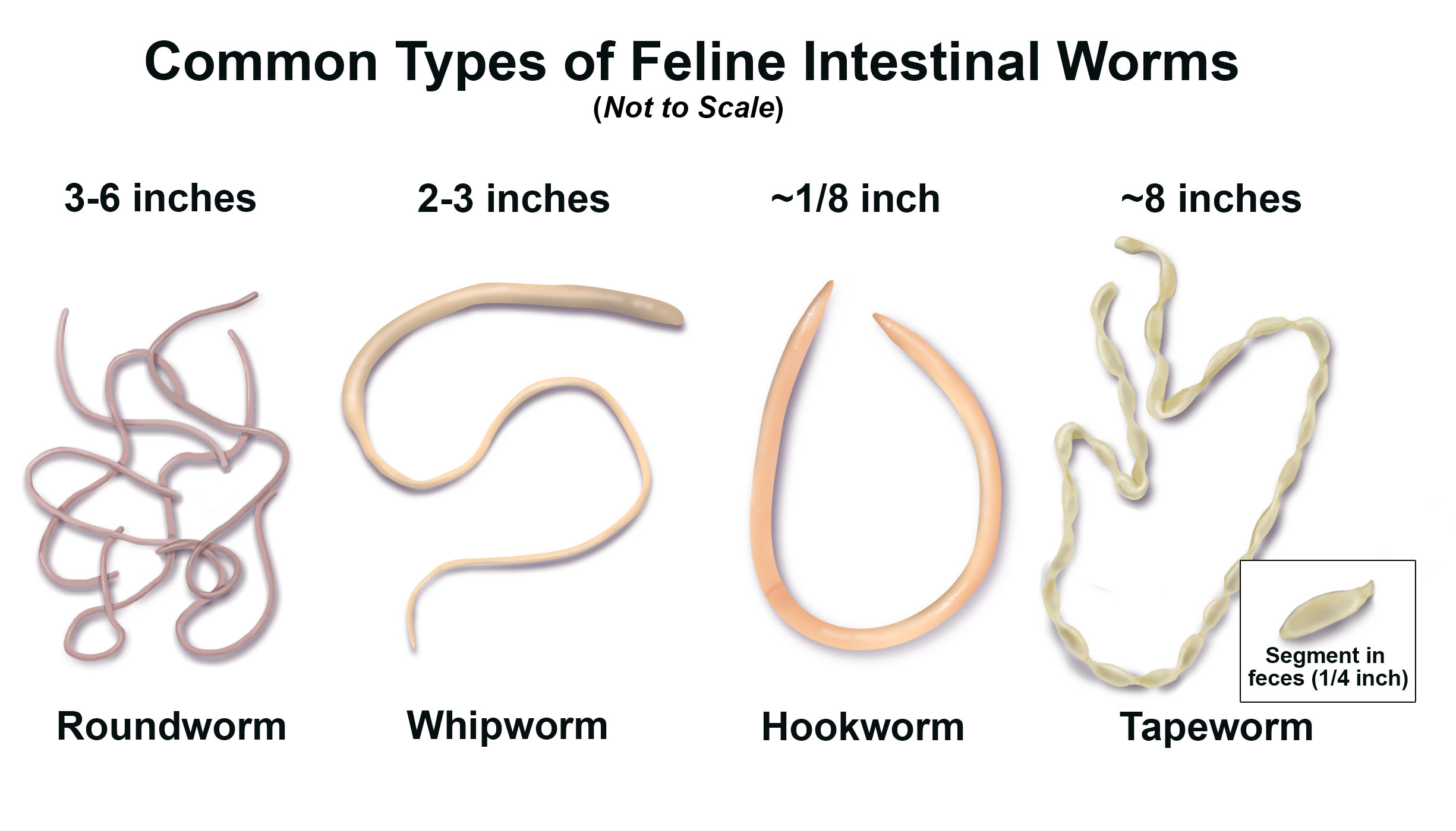 Feline Stomach Worms Pictures to Pin on Pinterest - PinsDaddy