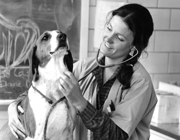 A doctor and a dog during an examination